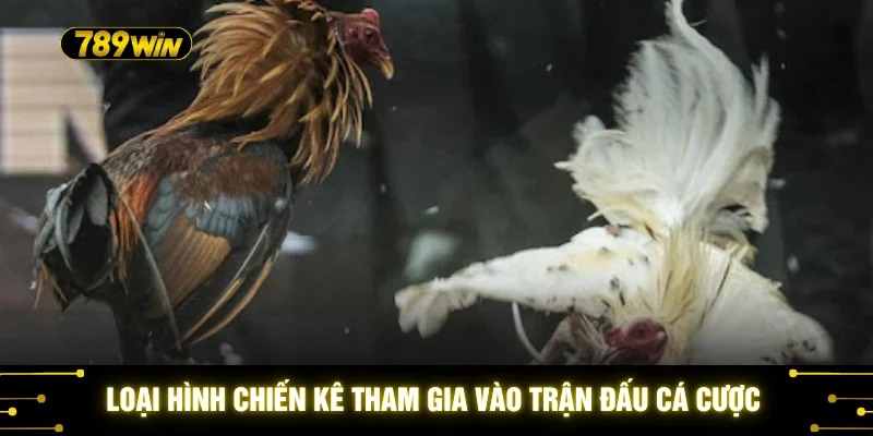 Loại hình chiến kê tham gia vào trận đấu cá cược